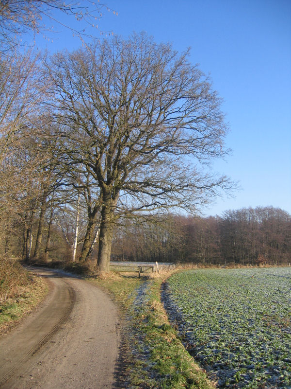 Mein Lieblingsbaum